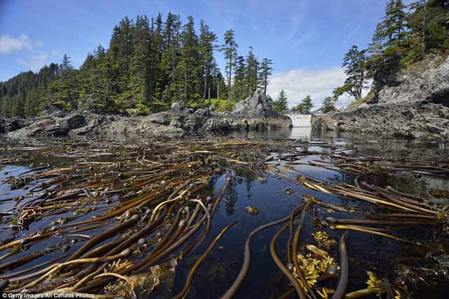 10 Foto Dasar Laut Mengerikan ini Dijamin Membuat Bulu Kuduk Berdiri 10 Foto Dasar Laut Mengerikan ini Dijamin Membuat Bulu Kuduk Berdiri