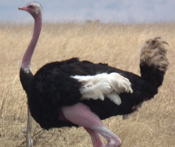 ostrich diseases