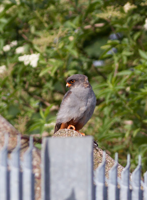 Red-footed Falcon - Chatterley, Staffordshire