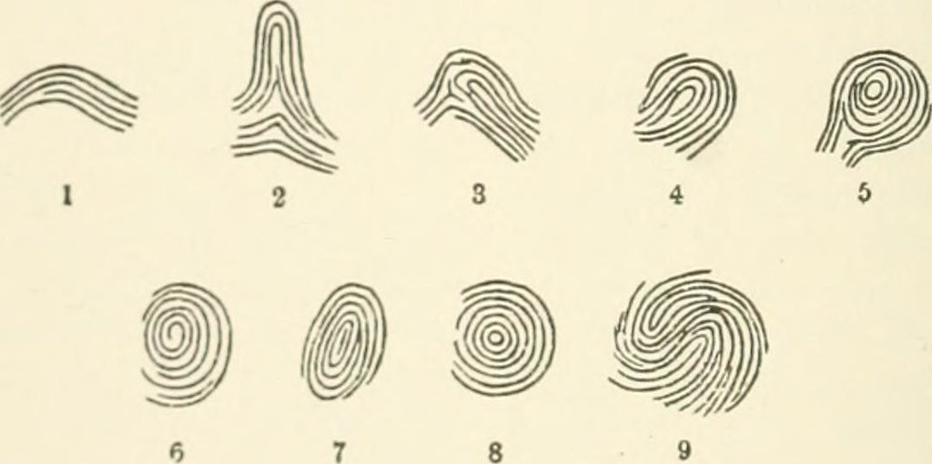 सबके फिंगरप्रिंट्स अलग क्यूँ होते है Fingerprints facts in hindi