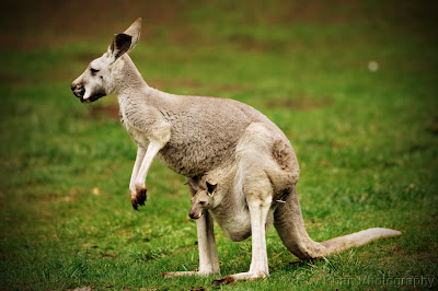 Kangaroo Basic Facts and Pictures The Wildlife