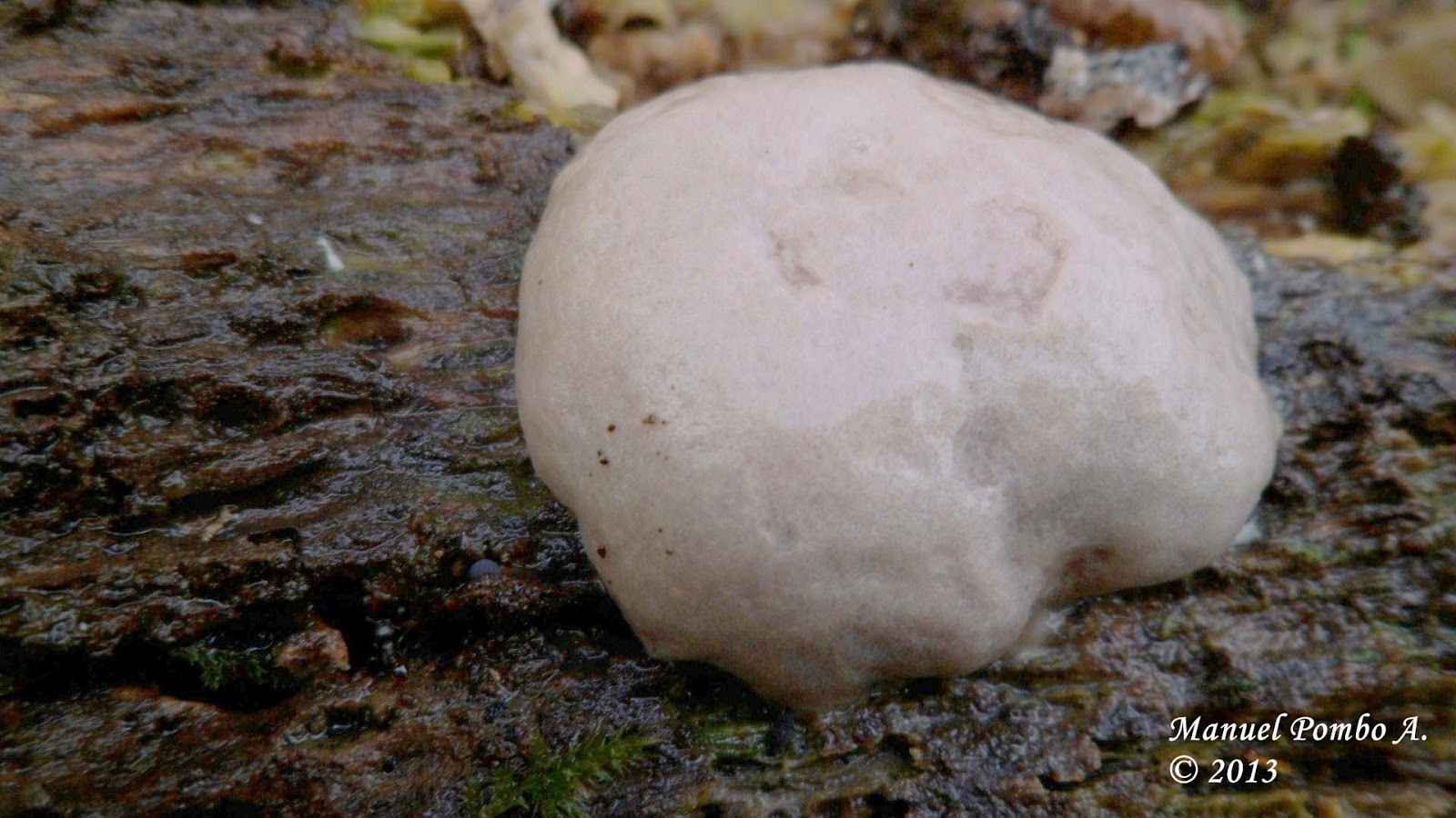 Un micólogo aficionado: Enteridium lycoperdon