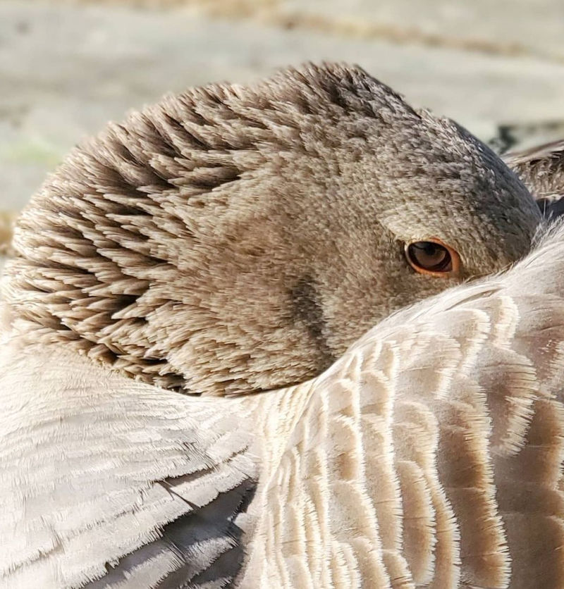 All About Goose Eyesight Fresh Eggs Daily®