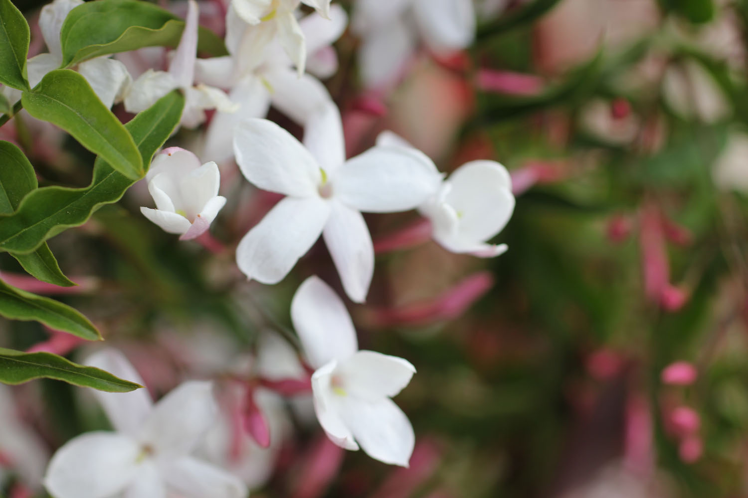 Illuminated Perfume Jasmine Enfleurage