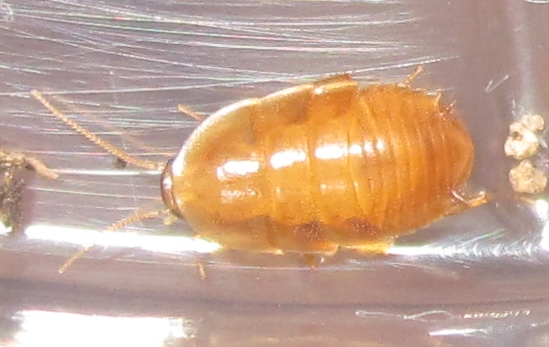 Myrmecoblattawheeleri%25236.JPG