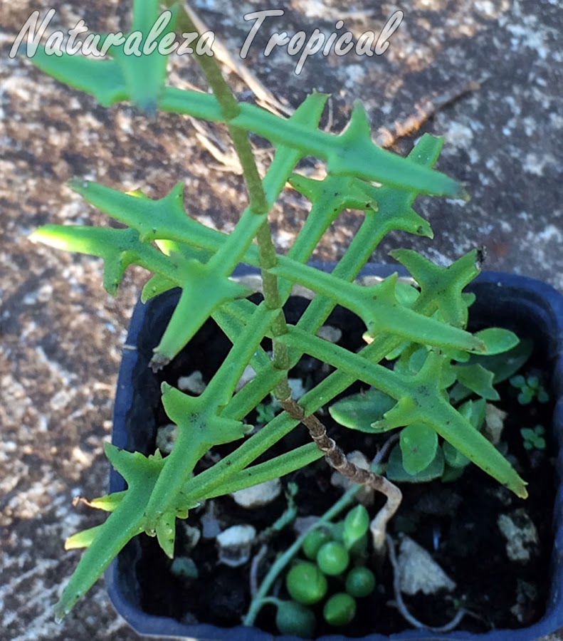 Follaje de otro morfo de la planta suculenta Kalanchoe beauverdii donde se observa una clara variación en la forma y coloración de las hojas