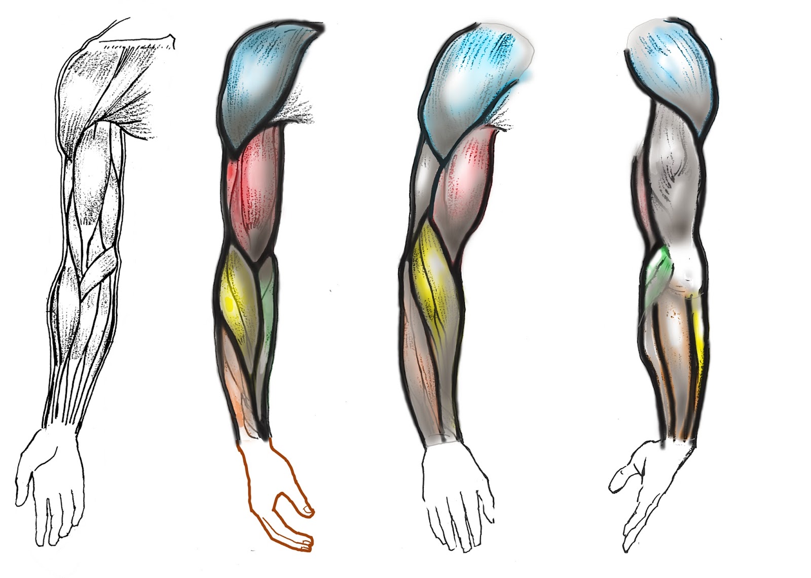 Winter 2018 Étude de la forme humaine A) // Drawing the Human form A