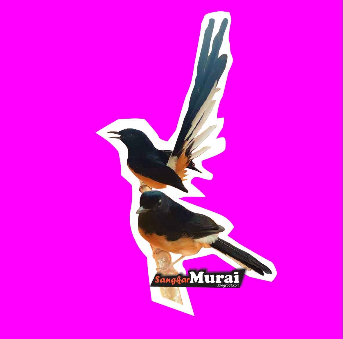 Tingkah Laku Murai Batu yang Siap Kawin Sangkar Murai Tingkah Laku Murai Batu yang Siap Kawin Sangkar Murai