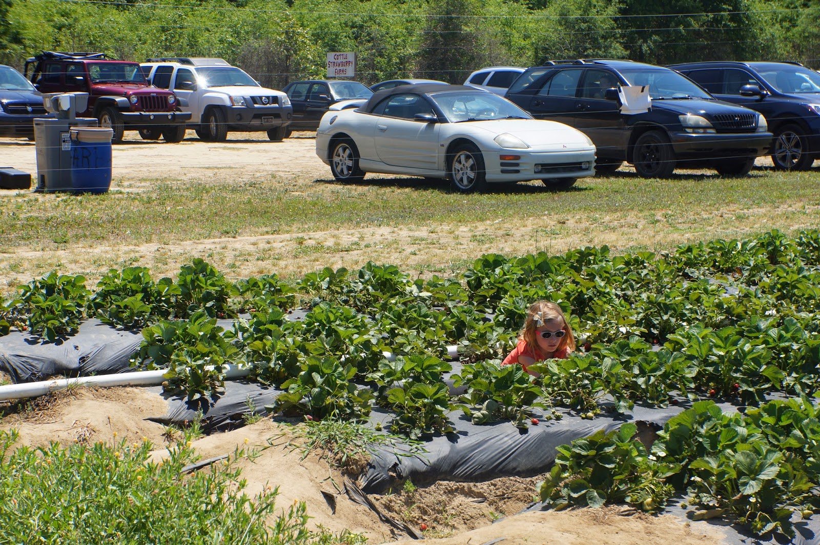 The Roberts in Cola Town Cottle Strawberry Farm