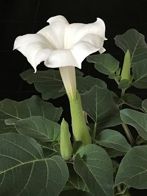 Image of the flower: Madar and Dhatura.