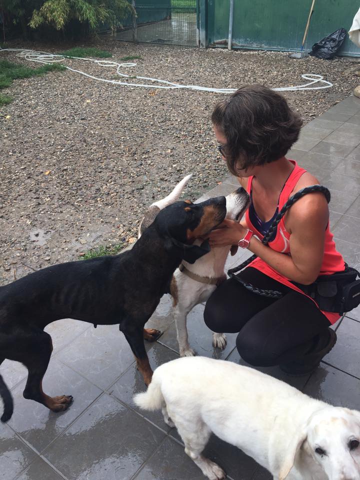 Shelter volunteer kneeling to pet dogs at Vitadacani, Arese (near Milan).