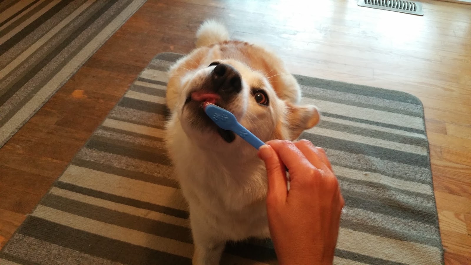 Tips for Dog Owners Do you brush your dog’s teeth?
