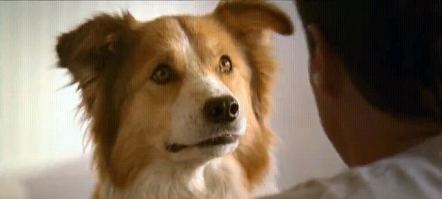 Dailyanimalfwd The Tv Advert That Talks To Your Dog Pet Food
