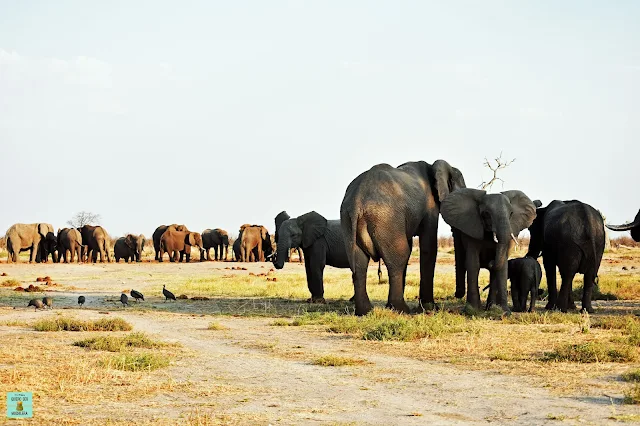 Elefantes en Savuti, Botswana