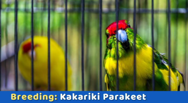 How to Breed Kakariki Parakeet