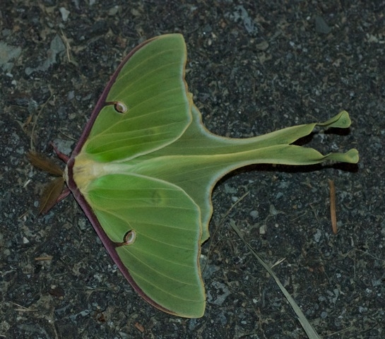 Wild Plants And Wooly Bears