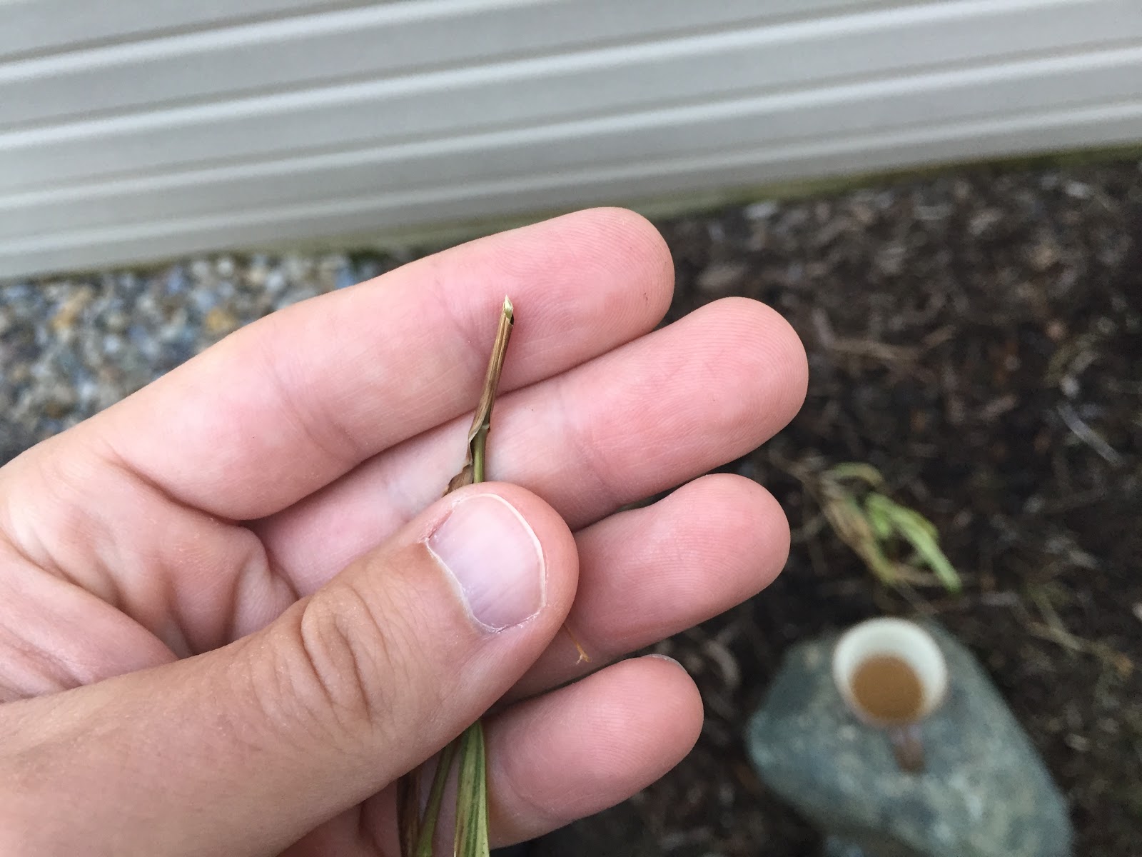 What's Eating My Japanese Forest Grass? [Backyard Neophyte Landscaping