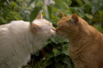 Foto Manis Lucu Hewan Berciuman Ciuman Rubah Kucing Gambar