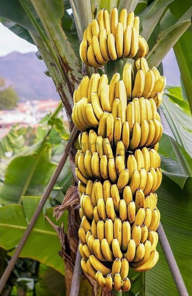 Bibit tanaman pisang cavendish beli 3 bonus 1 BISA COD Salatiga