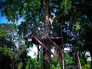 Stairs Go Up The Rest Area On The Big And Tall Tree At Tangguwisia Village, North Bali, Indonesia