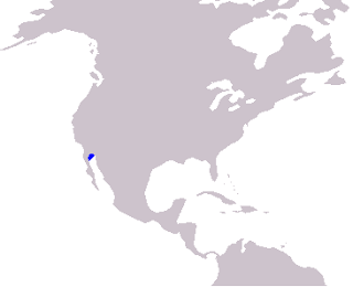 Körfez muturunun yaşam alanı haritası