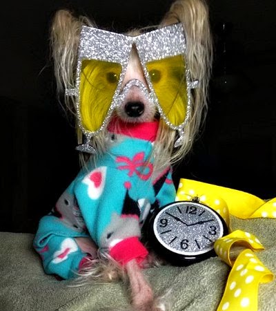 Cute ChaCha from Texas via Cynthia Wendel Jensen via online dog therapy for Anthony Cute ChaCha from Texas via Cynthia Wendel Jensen via online dog therapy for Anthony