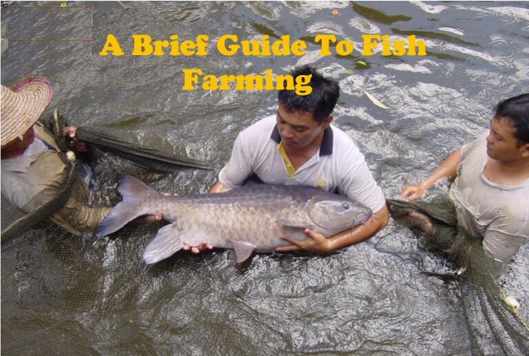 10 Tips for profitable fish farming business
