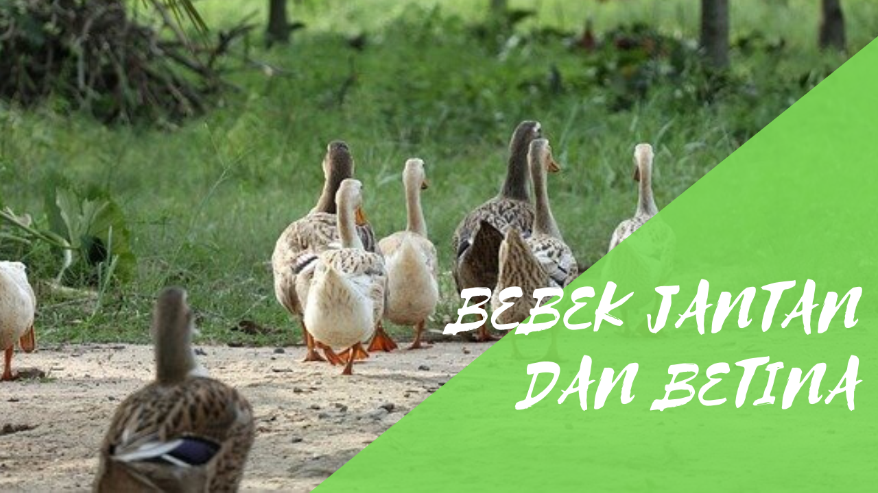 Perbedaan Antara Bebek Jantan dan Betina - Agribisnis Agrokompleks