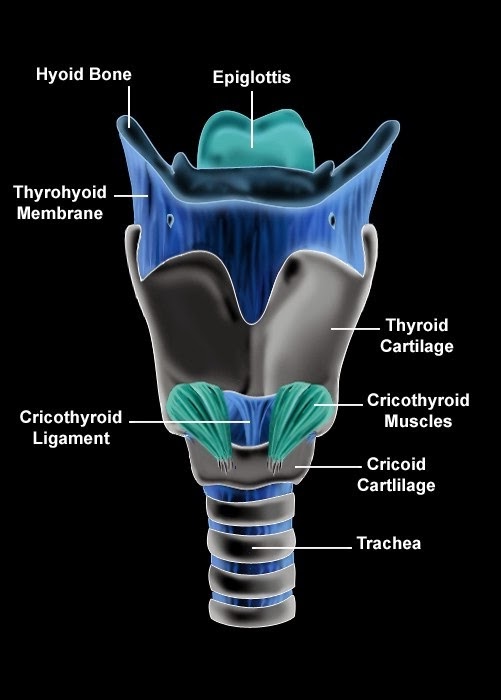Biolearnspot: Larynx Biolearnspot: Larynx