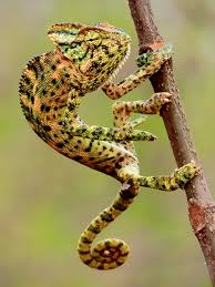 South Asia chameleon images list