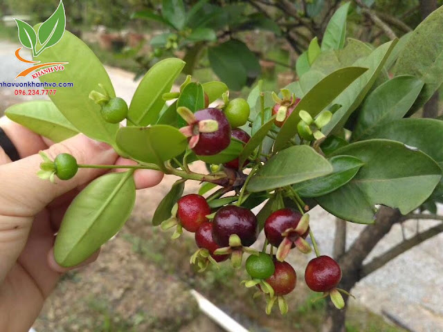 Cherry Brazil đang có trái tại Tphcm giống cây chịu nhiệt E5ecfc4ac7ef25b17cfe_result