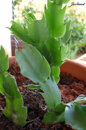 Flor-de-maio - Schlumbergera truncata - Jardinet