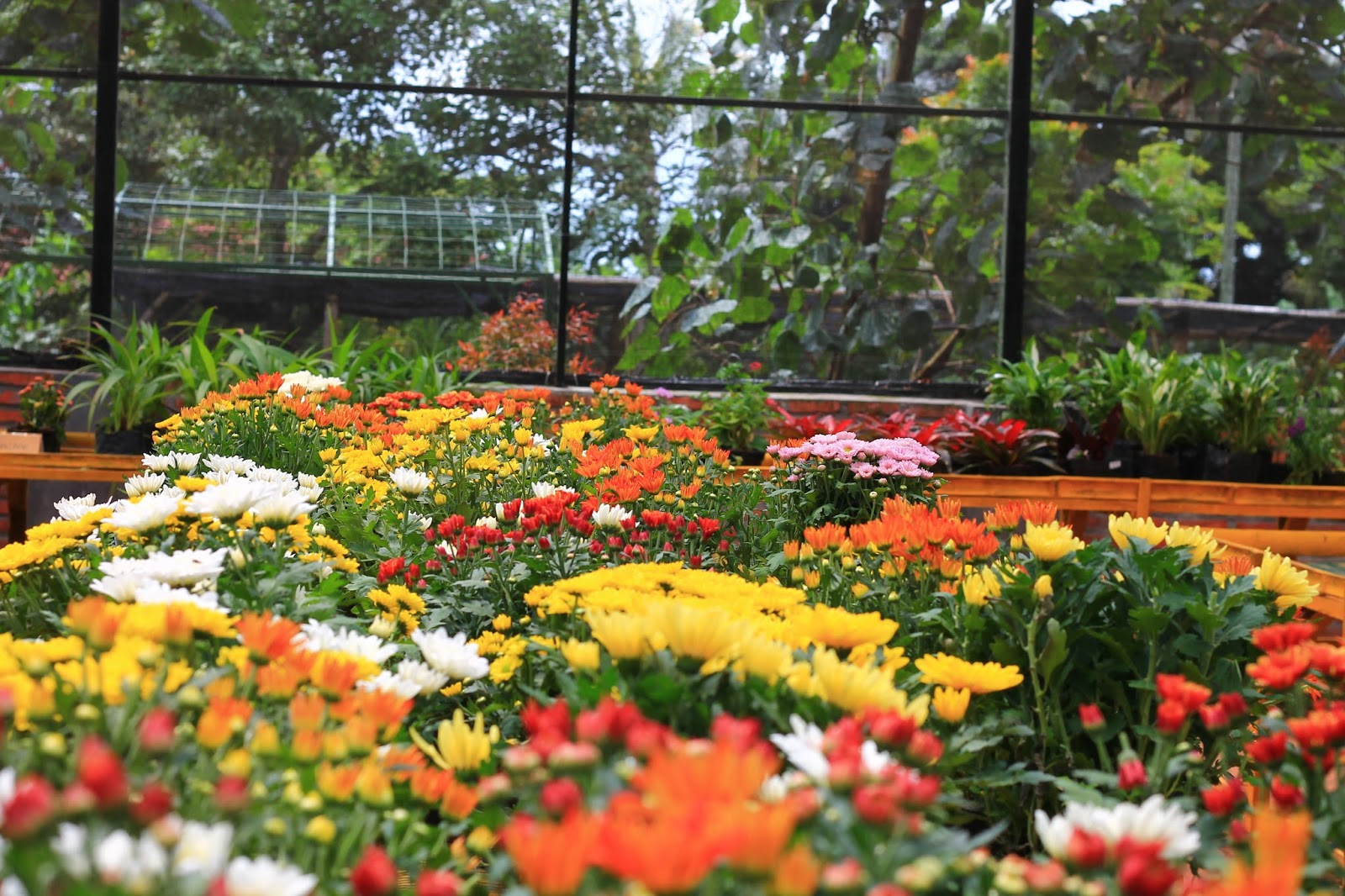 Cantiknya Warna-Warni Bunga di Wisata Kampoeng Anggrek Kediri