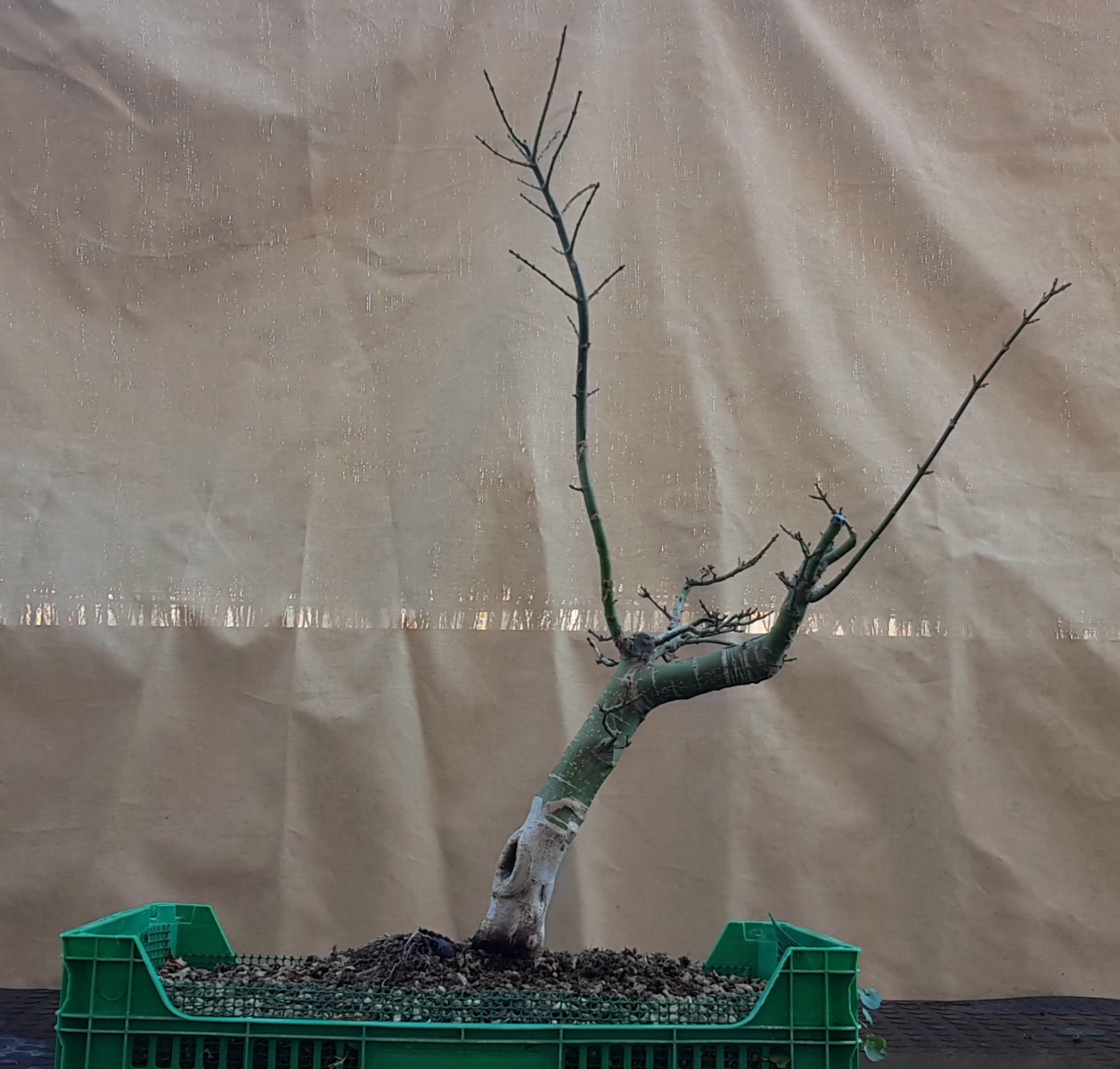shishigashira - Acer palmatum shishigashira 20190104_150718