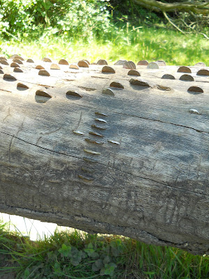 coin tree mixing Christianity and Paganism