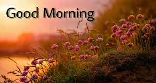 Beautiful Good Morning Images , Pictures, Photos, Pics and Wallpapers