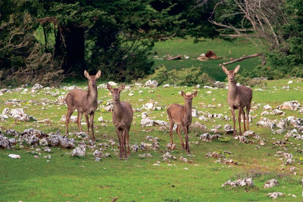 Οι λύκοι επέστρεψαν μετά από 50 χρόνια στην Πάρνηθα και κυνηγούν ελάφια (φωτό)