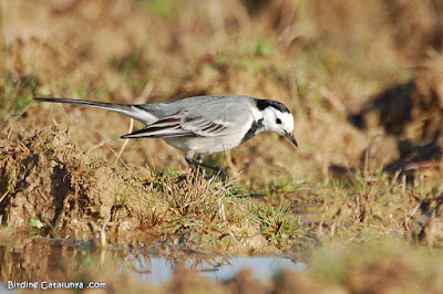 Cuereta blanca (Motacilla alba)