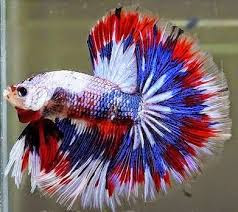 Gambar Ikan Hias Cupang