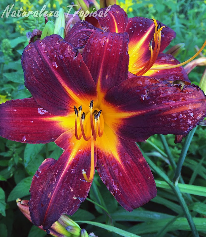 Híbrido con variaciones de color en la flor de una especie de planta bulbosa del género Hemerocallis