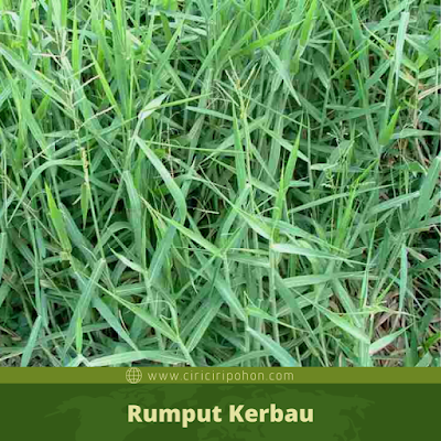 Rumput Kerbau