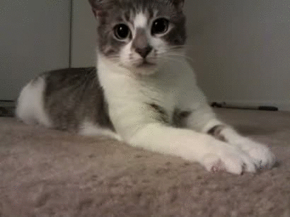 gatinho.gif