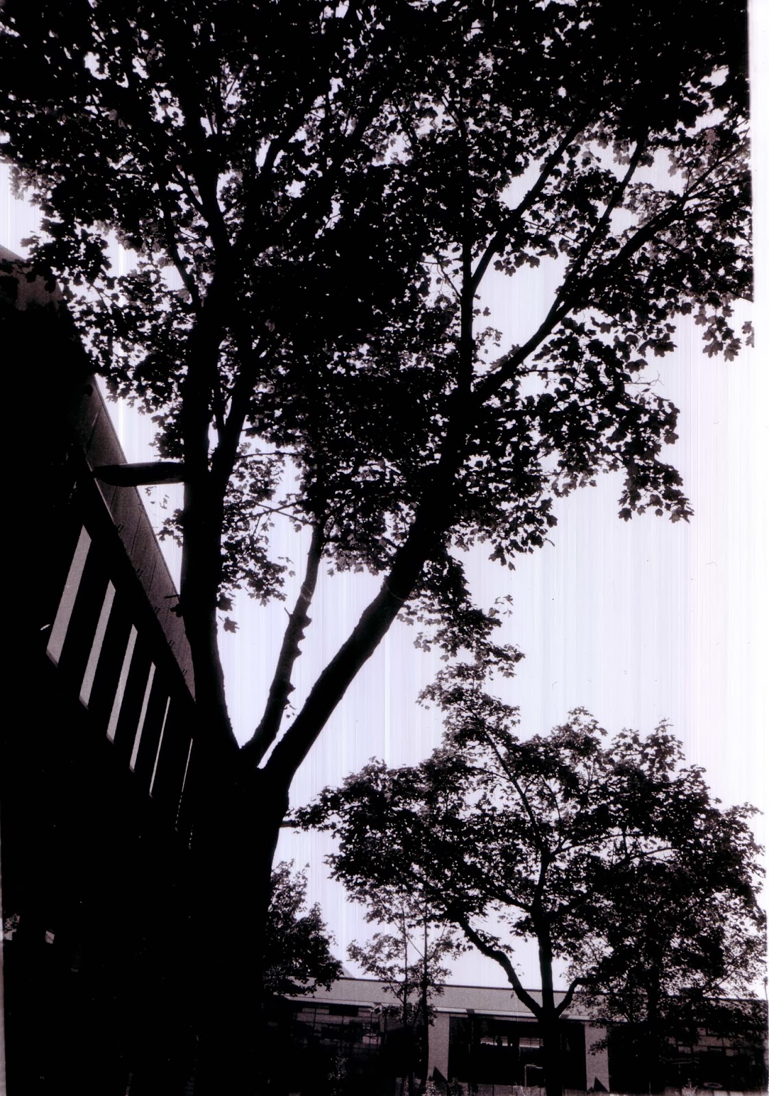 Unit 32 experimental imagery in photography : solarisation