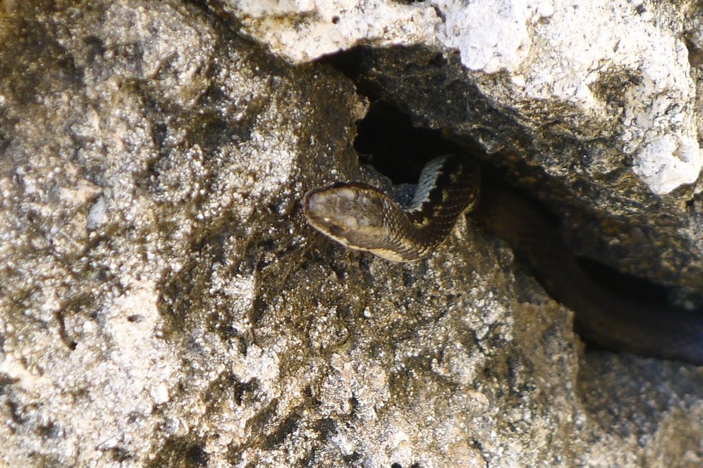 Змеи на доминикане