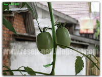 Kebun Berandaku : Tentang Tomat ( My balcony Home Garden : About Tomatoes )