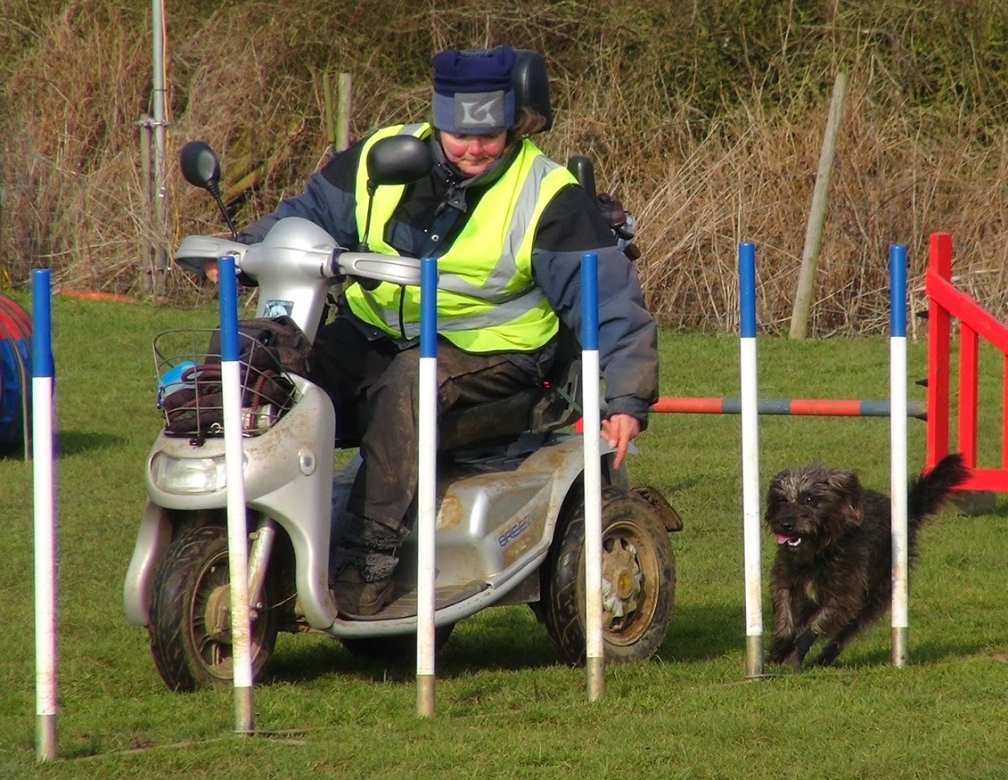 Dog Agility On A Mobility Scooter
