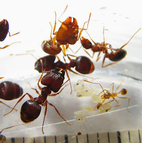 The major, median and minor workers of this rare Pheidole species