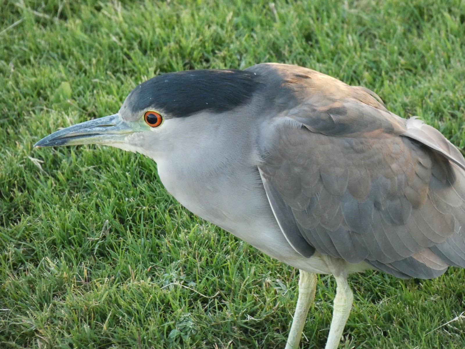 Geotripper's California Birds: Black-crowned Night Herons in the Daytime!