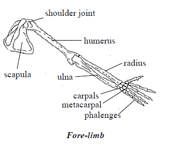Skeleton of the forelimb