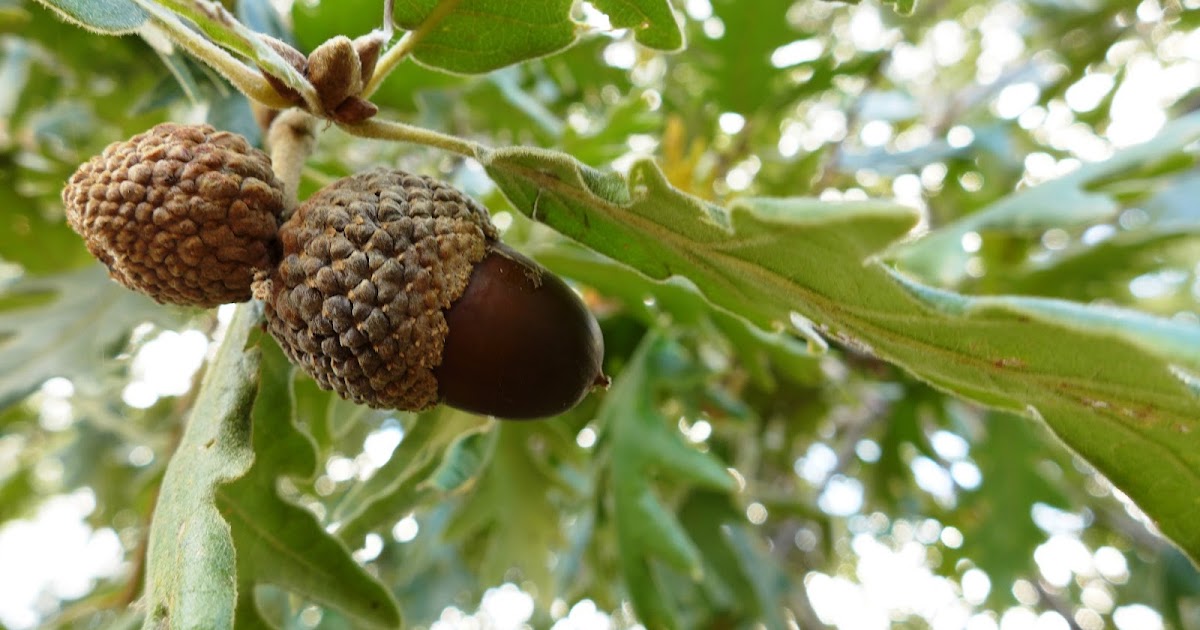 bologta a bolota que tem um blog Qual a melhor época para recolher
